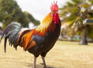 How long should you boil a ritual chicken to prevent its skin from cracking: Learn this additional trick to make the chicken golden and supple