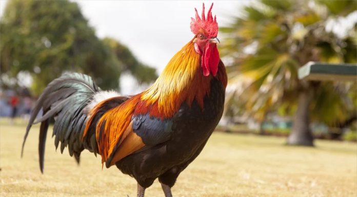 How long should you boil a ritual chicken to prevent its skin from cracking: Learn this additional trick to make the chicken golden and supple