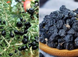 What are the effects of drinking Lycium barbarum?