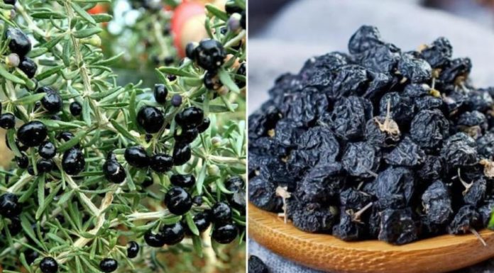 What are the effects of drinking Lycium barbarum?