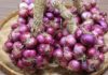 How to Preserve Dry Onions for Extended Periods: Keep Them Firm, Sprout-Free for a Whole Year