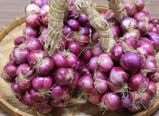 How to Preserve Dry Onions for Extended Periods: Keep Them Firm, Sprout-Free for a Whole Year