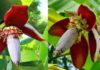Benefits of Banana Flowers for Health, Good for Both Men and Women, But Many People Don’t Know