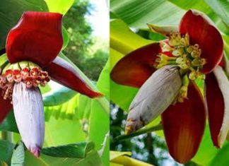 Benefits of Banana Flowers for Health, Good for Both Men and Women, But Many People Don’t Know