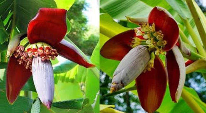 Benefits of Banana Flowers for Health, Good for Both Men and Women, But Many People Don’t Know