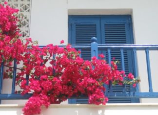 6 stunning balcony vines that thrive in sunlight, are hardy and low-maintenance