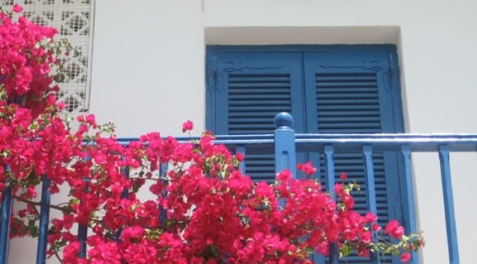 6 stunning balcony vines that thrive in sunlight, are hardy and low-maintenance