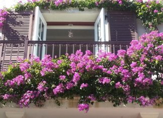 Money Tree: Plant it Right for Wealth and Prosperity