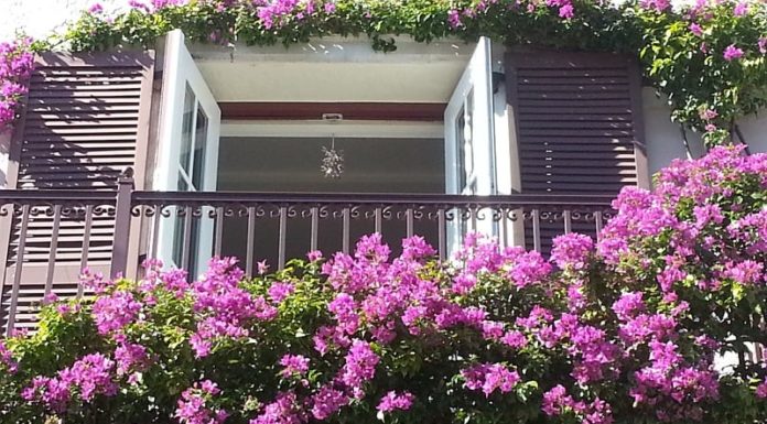 Money Tree: Plant it Right for Wealth and Prosperity