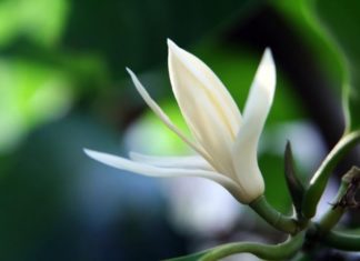 A flower with unblemished white grace and an intoxicating fragrance that captivates the senses, blooming for months before fading.