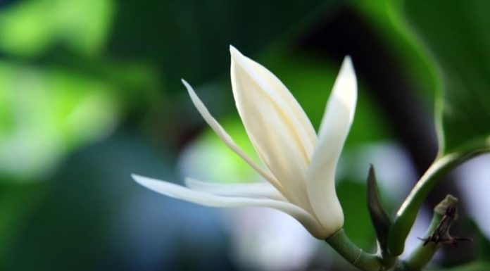 A flower with unblemished white grace and an intoxicating fragrance that captivates the senses, blooming for months before fading.
