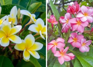 Is it Good to Grow Adenium Plants in Front of the House?