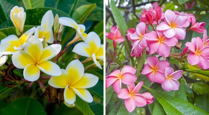 Is it Good to Grow Adenium Plants in Front of the House?