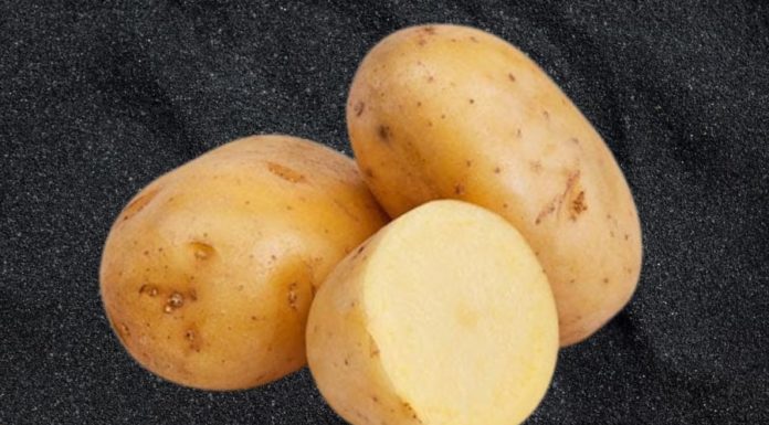 Amazing Year-Round Root Vegetable at Your Local Market: Follow This Method to Boost Weight Loss