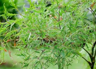 Fish Soup with the Herb that Rivals Ginseng in Nourishment and Surpasses it in Flavor