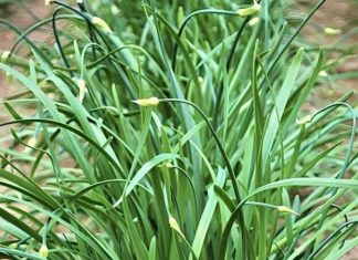Stir-frying this vegetable with eggs is more delicious than using scallions, ‘blocking’ cancer
