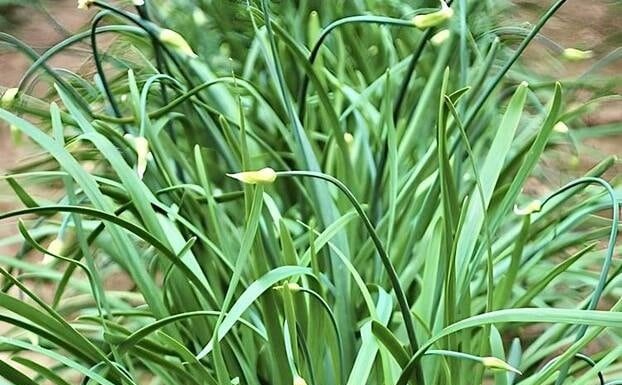 Stir-frying this vegetable with eggs is more delicious than using scallions, ‘blocking’ cancer