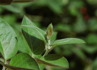 Wild leaves found in the garden, wrapped with fried tofu, create a dish that is both delicious and nutritious