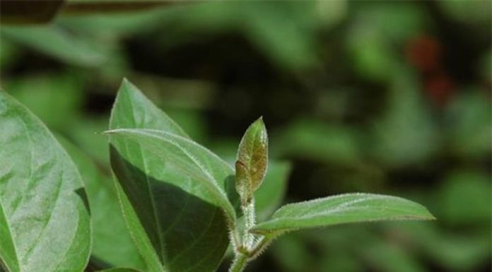 Wild leaves found in the garden, wrapped with fried tofu, create a dish that is both delicious and nutritious