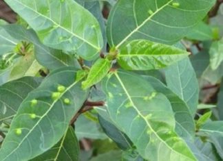 5 Edible Plants in Your Garden with Impressive Health Benefits