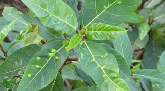 5 Edible Plants in Your Garden with Impressive Health Benefits