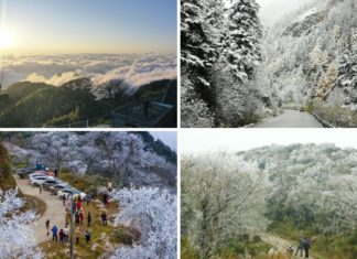 Phia Oac Mountain’s Spectacular Rhododendron Bloom