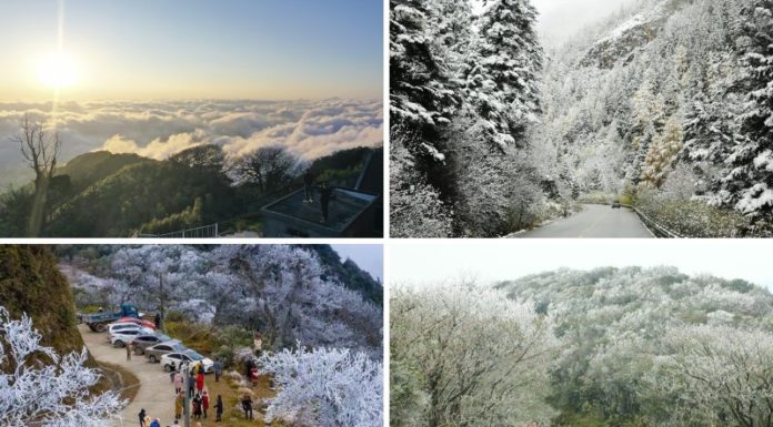 Phia Oac Mountain’s Spectacular Rhododendron Bloom