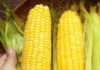 Cooked Corn, Don’t Remove It Immediately, Add 1 Ingredient to the Pot: Corn Is Sweeter, Chewier, and Twice as Nutritious