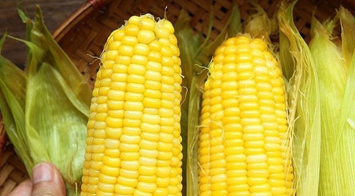 Cooked Corn, Don’t Remove It Immediately, Add 1 Ingredient to the Pot: Corn Is Sweeter, Chewier, and Twice as Nutritious