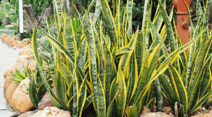 Tiger-Tail Snake Plant Feng Shui: Avoid Bringing Misfortune and Financial Ruin