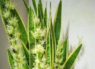 Top 5 Rare Blooming Indoor Plants and Their Significance: A Folklore Omen