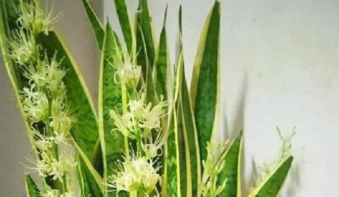 Top 5 Rare Blooming Indoor Plants and Their Significance: A Folklore Omen