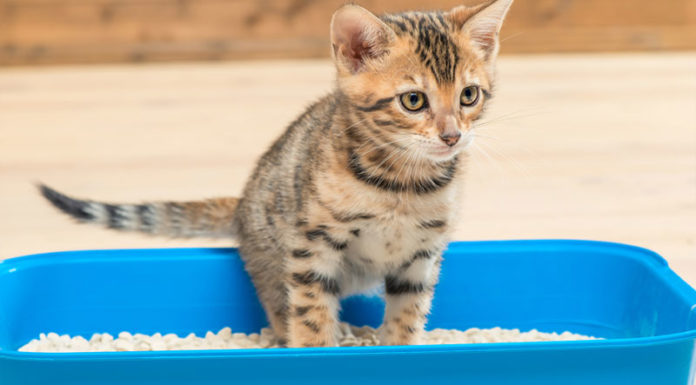 How to Neutralize Cat Litter Odor in Your Home Effectively