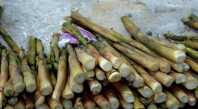 Natural Toxins in Bamboo Shoots and Cassava: Safe Detoxification Methods