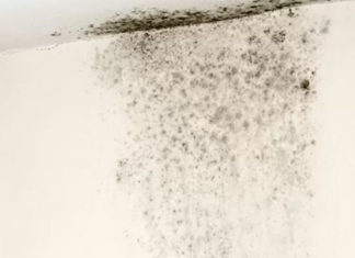 Moldy Wall Treatment: Simple, Effective Methods
