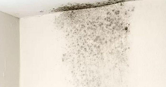 Moldy Wall Treatment: Simple, Effective Methods