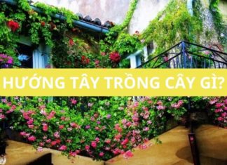 The old saying “A house facing west will kill even trees” is it still true today?