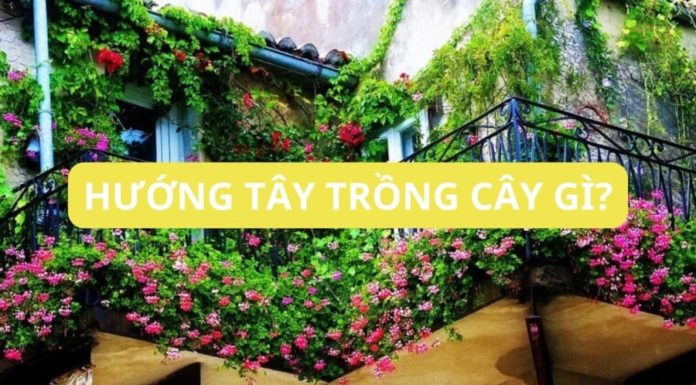 The old saying “A house facing west will kill even trees” is it still true today?