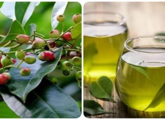 5 Tree Leaf Drinks That Are Great for Detoxing and Cooling in the Summer Heat