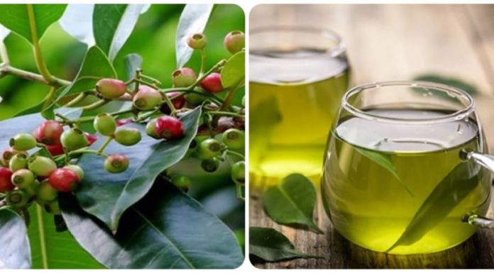 5 Tree Leaf Drinks That Are Great for Detoxing and Cooling in the Summer Heat