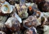 What is Moon Snail? Top Delicious and Easy Moon Snail Recipes