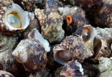What is Moon Snail? Top Delicious and Easy Moon Snail Recipes