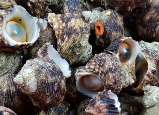 What is Moon Snail? Top Delicious and Easy Moon Snail Recipes