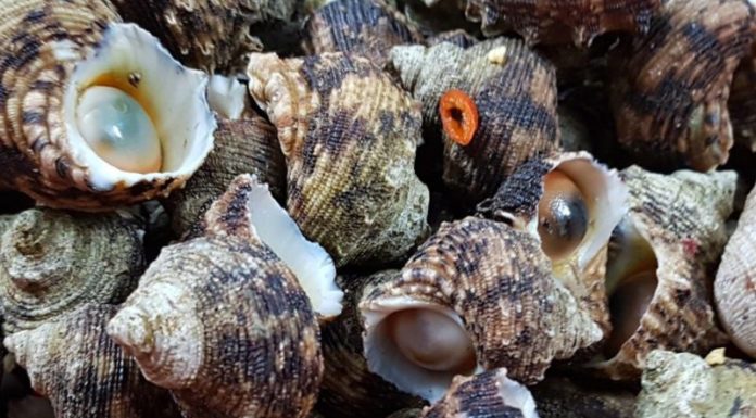 What is Moon Snail? Top Delicious and Easy Moon Snail Recipes