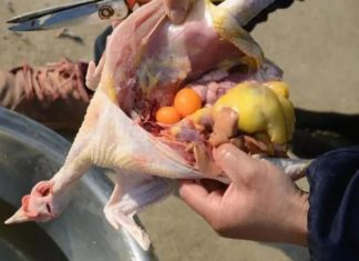 Should You Eat the Fatty Lump Under Chicken or Discard It? Here’s How to Cook It for Sweet and Tender Meat Regardless