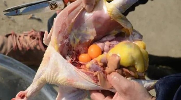 Should You Eat the Fatty Lump Under Chicken or Discard It? Here’s How to Cook It for Sweet and Tender Meat Regardless