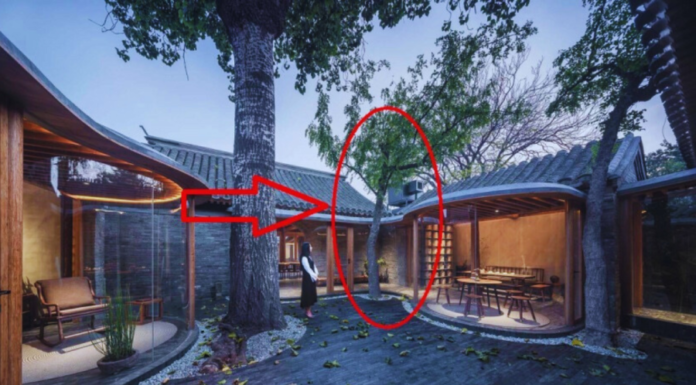 What Are the Three Forbidden Items in the Living Room and the Three Forbidden Plants in the Yard?