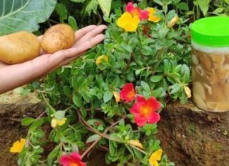 Potato Peel Hacks That Will Make You Peel Good