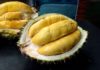 Tips for Choosing Durian with Abundant Flesh and Few Seeds: Every Fruit a Delicacy