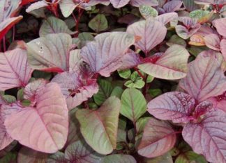 Top 3 Affordable Seasonal Vegetables: Healthy, Delicious, and Fresh from the Market